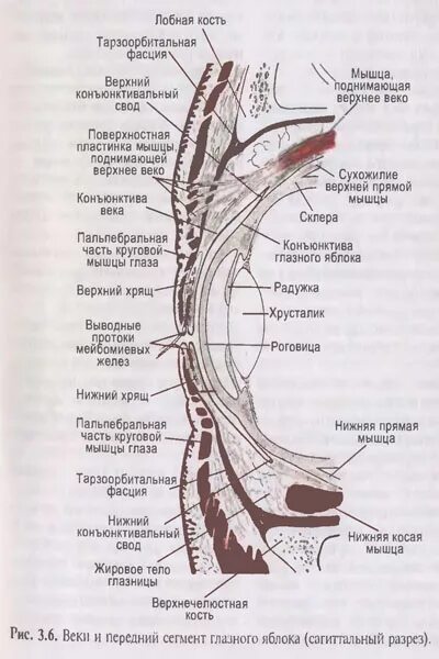 Строение конъюнктивы глаза гистология. Иннервация Нижнего века анатомия. Веки анатомия строение. Строение глаза конъюнктива.