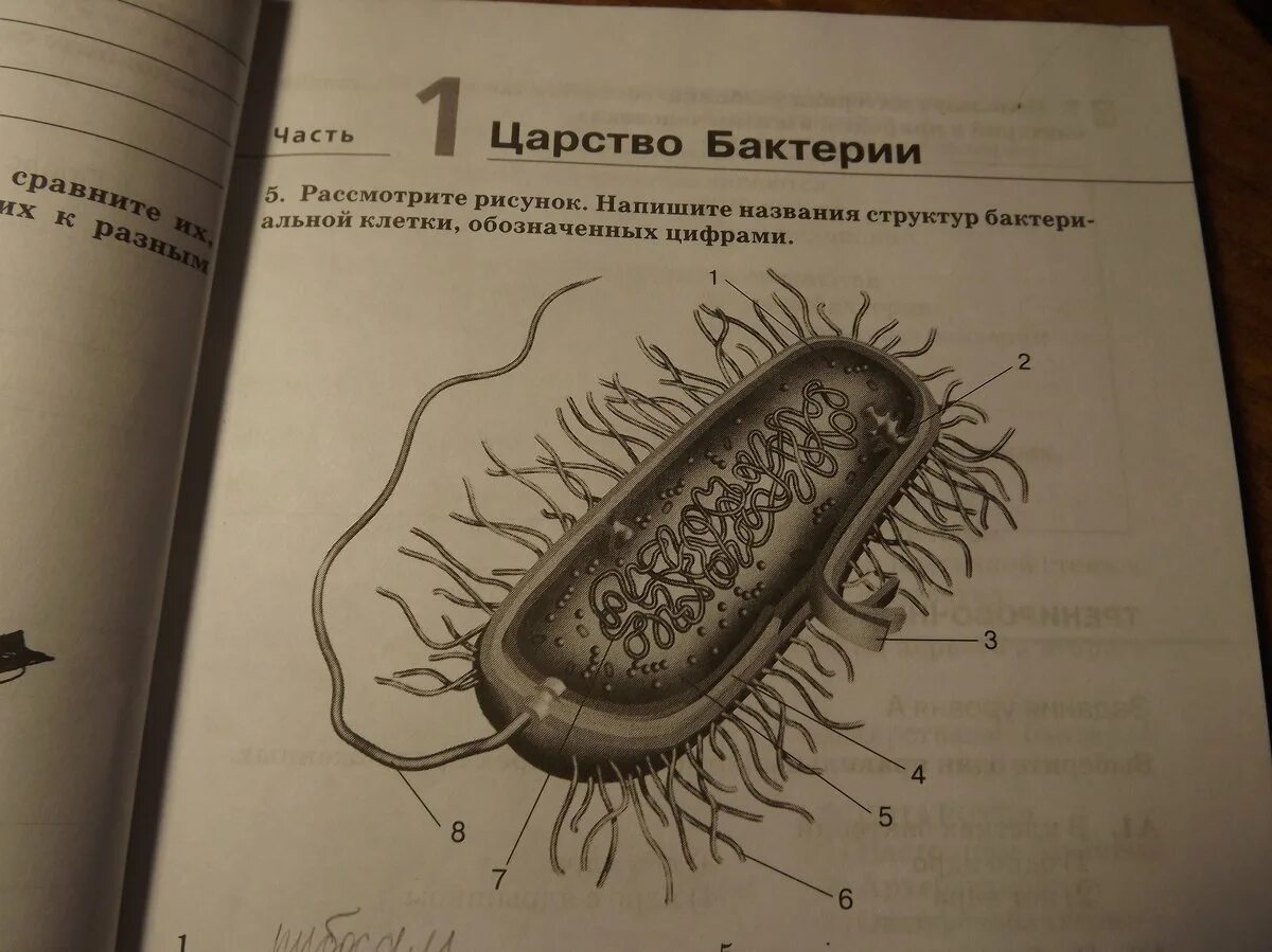 Названия структур бактериальной клетки обозначенных цифрами. Строение бактериальной клетки 7 класс биология. Строение бактериальной клетки рисунок ЕГЭ. Строение бактериальной клетки ЕГЭ.