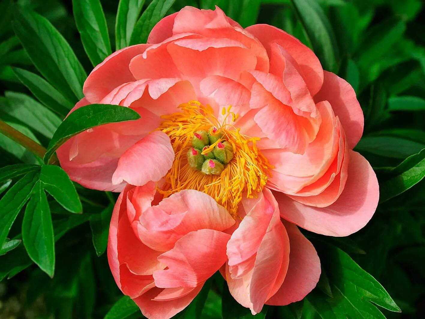 Пион корал. Пион топека коралл. Пион эмпайр. Пион травянистый корал сансет. Пион сорт корал шарм.
