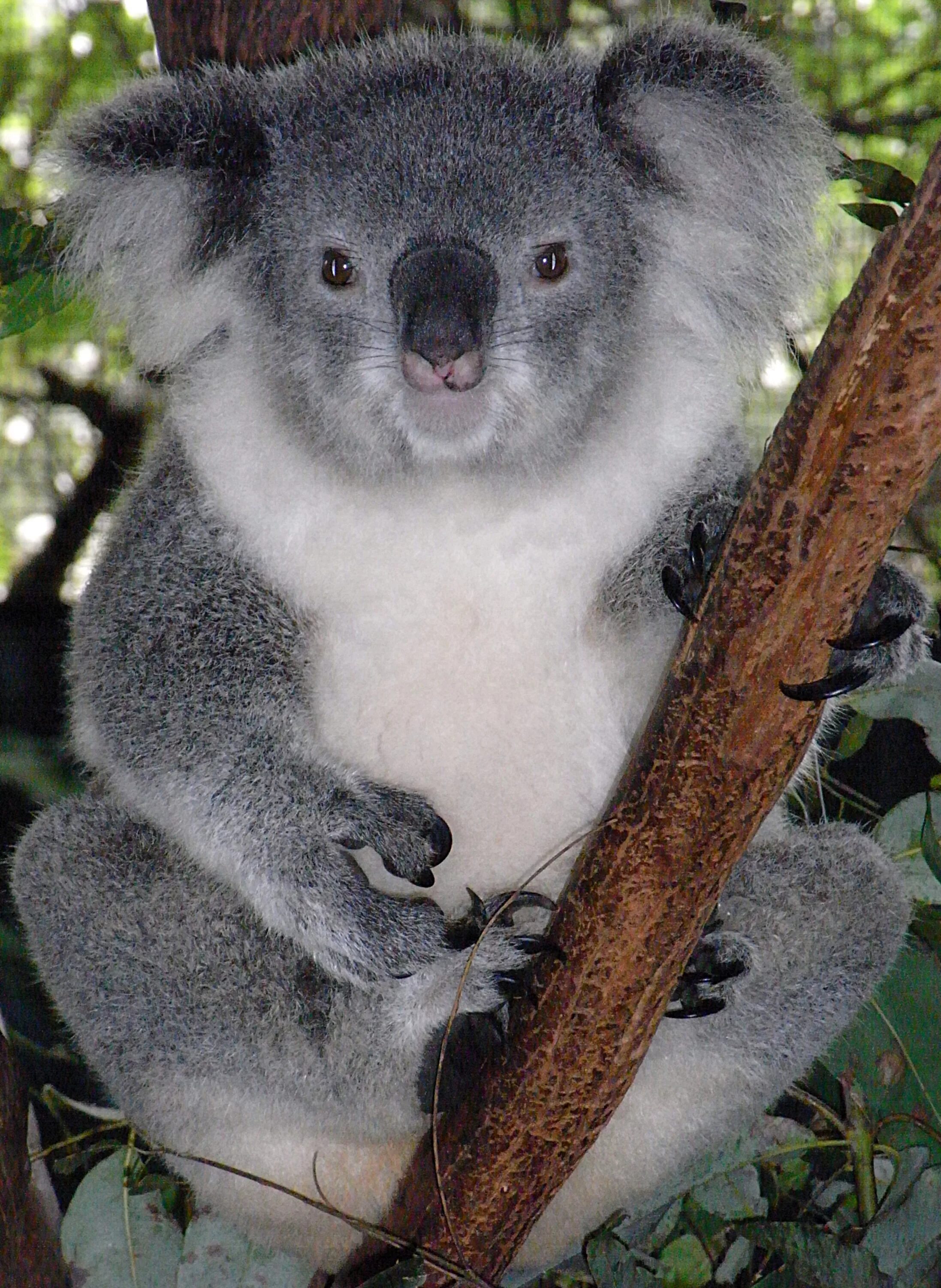 Коала. Коала в Австралии. Сумчатые животные коала. Мишка коала.