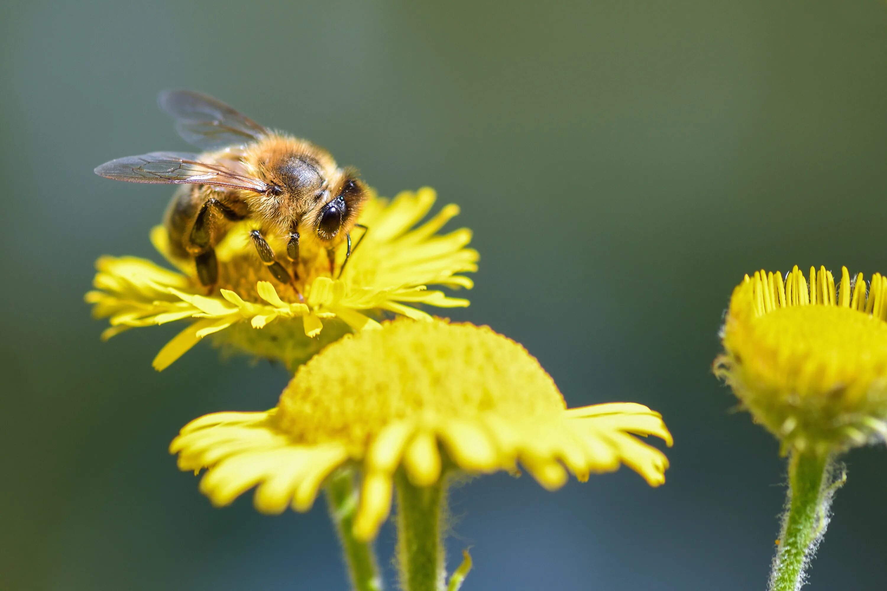 Опыление сложноцветных. Опыление астровых. Пчела на одуванчике. Пчелы в природе. Покажи пыльцу
