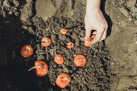 Как сажать гладиолусы луковицы в открытый