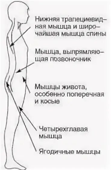 Спин удлинит. Нейтральное положение позвоночника. Нейтральное положение поясницы. Нейтральное положение позвоночника пилатес. Нейтральное положение позвоночника в фитнесе.