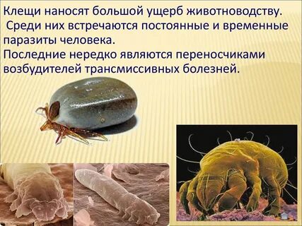 Клещевые инфекции