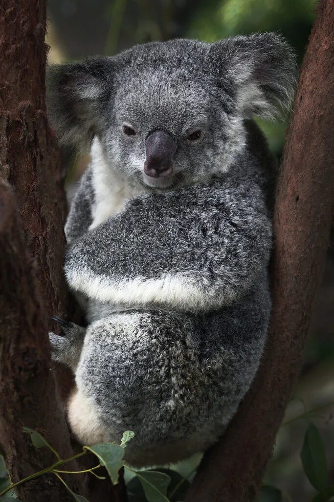 Коала. Коала в Австралии. Животные похожие на коалу.