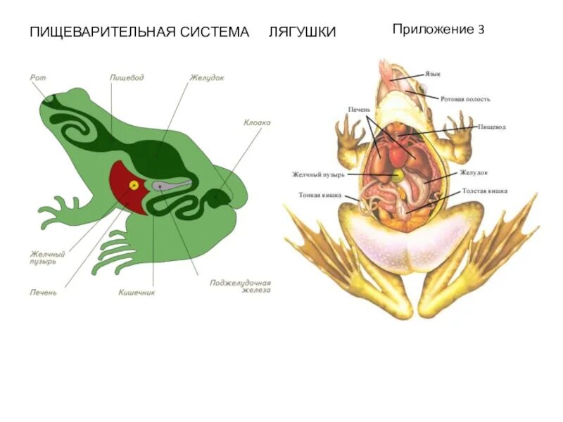 Пищеварительная система земноводных строение и функции. Пищеварительная система система лягушки строение. пищеварительная система земноводных 7 класс биология. схема строения пищеварительной системы лягушки. пищеварительная система земноводных лягушек.