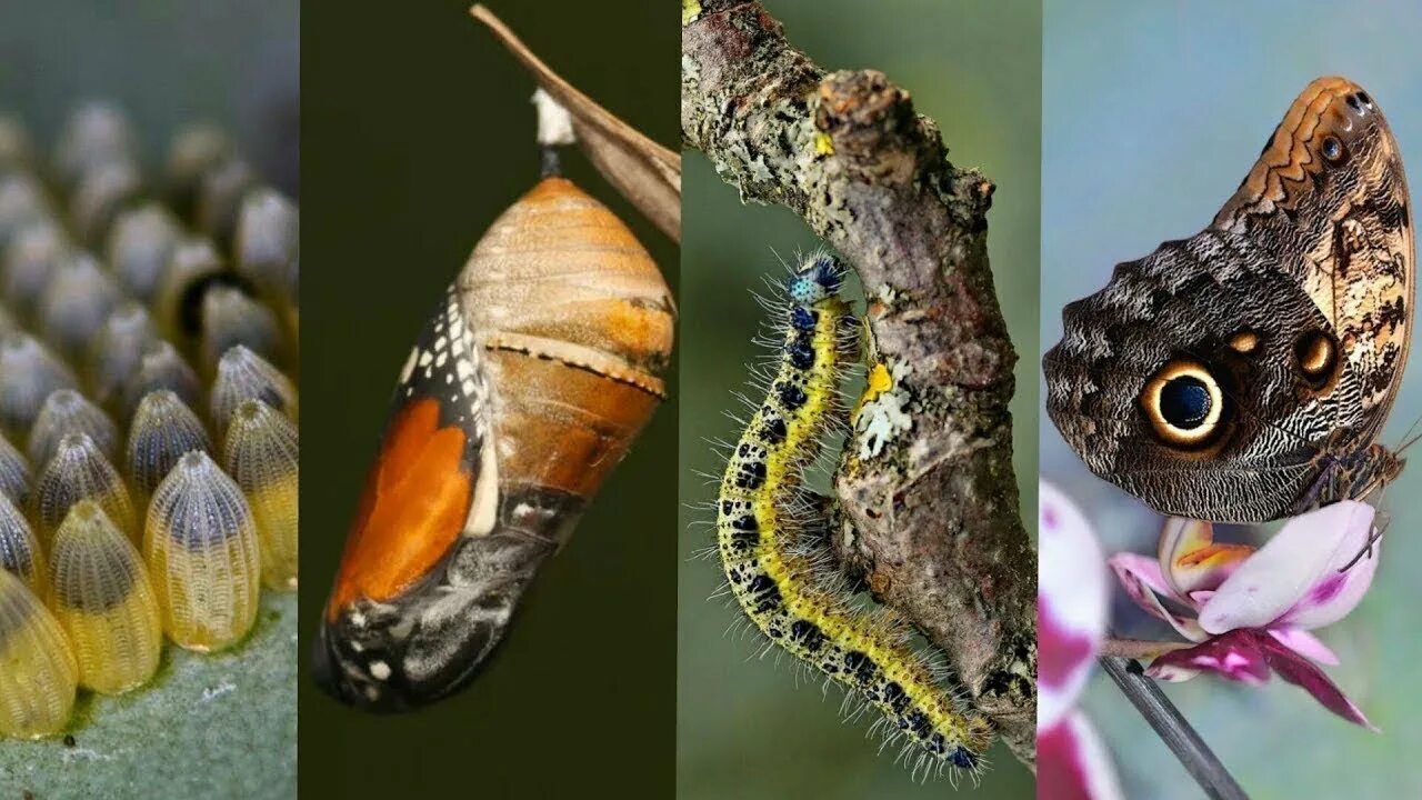 Monarch Butterfly Life Cycle Butterfly life cycle, Life cycles, Monarch butterfl