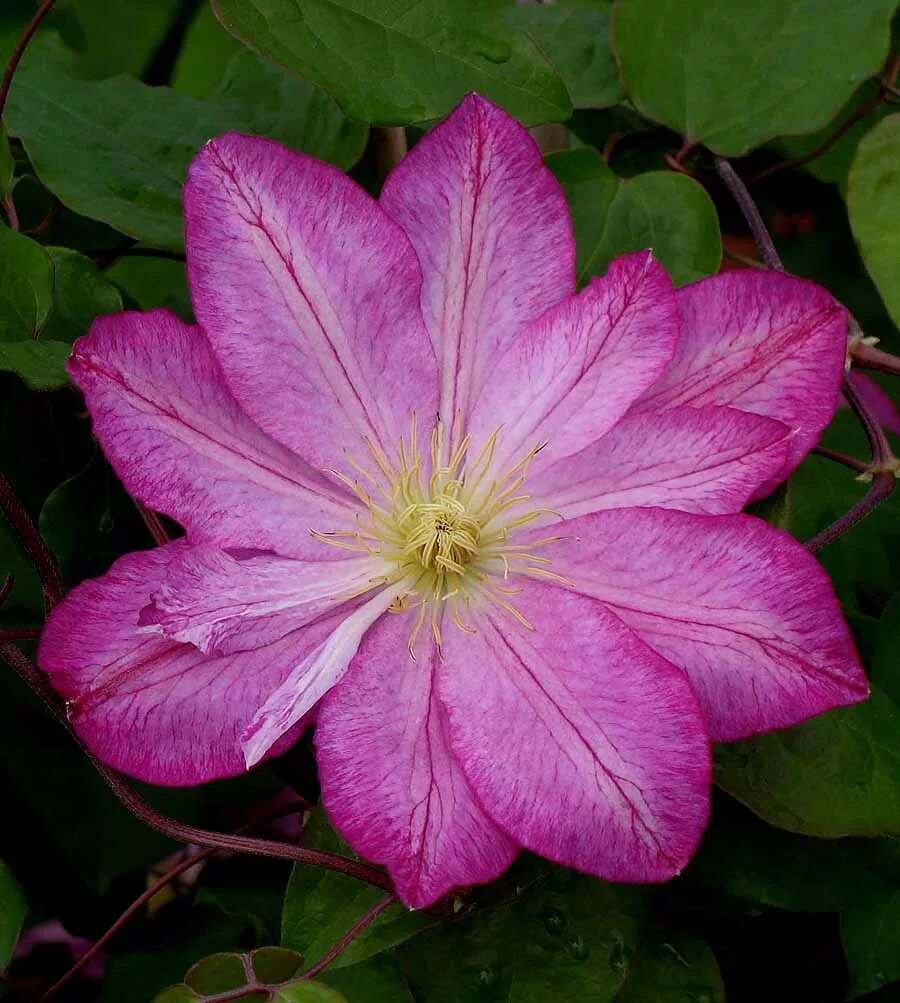 Клематис Асао. Клематис Асао (Asao). Клематис (Clematis Asao). Клематис крупноцветковый Асао. Клематис сорт андромеда фото