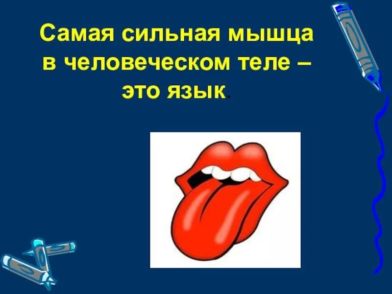 Самая сильная мышца в человеческом теле
