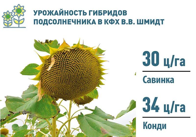 В клетках подсолнечника содержится. Гибрид подсолнечника савинка. гибрид подсолнечника пионер. производство гибридов подсолнечника. гибриды штрубе подсолнечника.