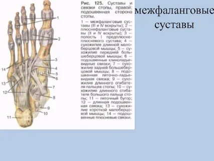Проксимальные межфаланговые