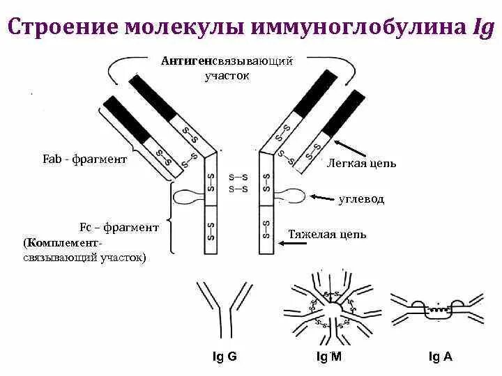 Структура иммуноглобулина биохимия. Схема строения антител (иммуноглобулина g). Строение иммуноглобулина микробиология. Структура молекулы иммуноглобулина. Высокий иммуноглобулин причины