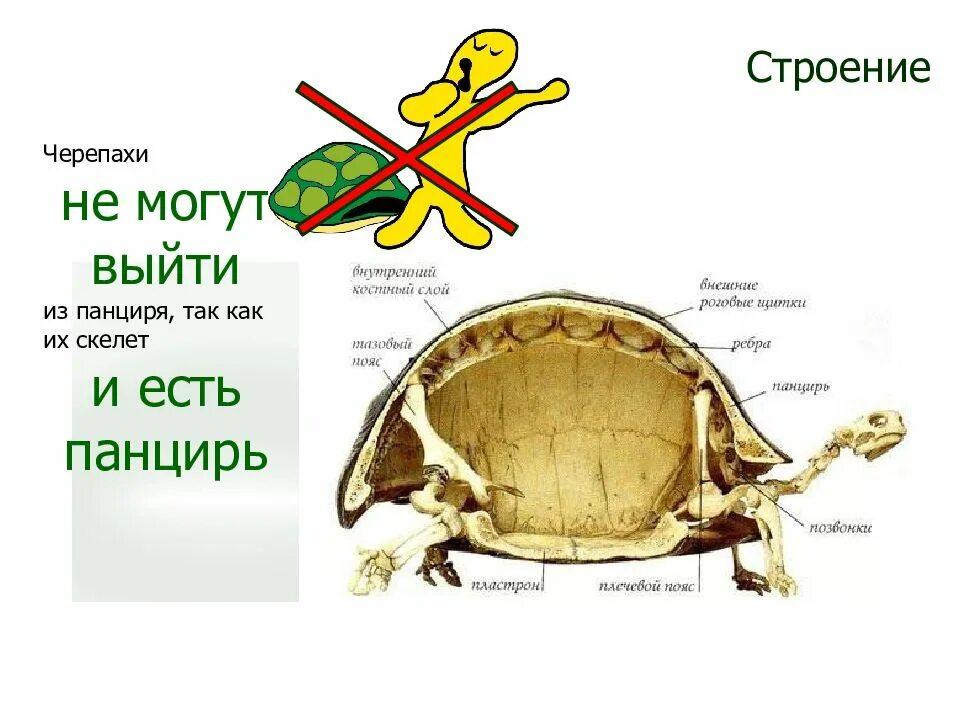 Толщина панциря черепахи. Красноухая черепаха строение тела. Строение скелета красноухой черепахи. Строение органов красноухой черепахи. Строение панциря красноухой черепахи.