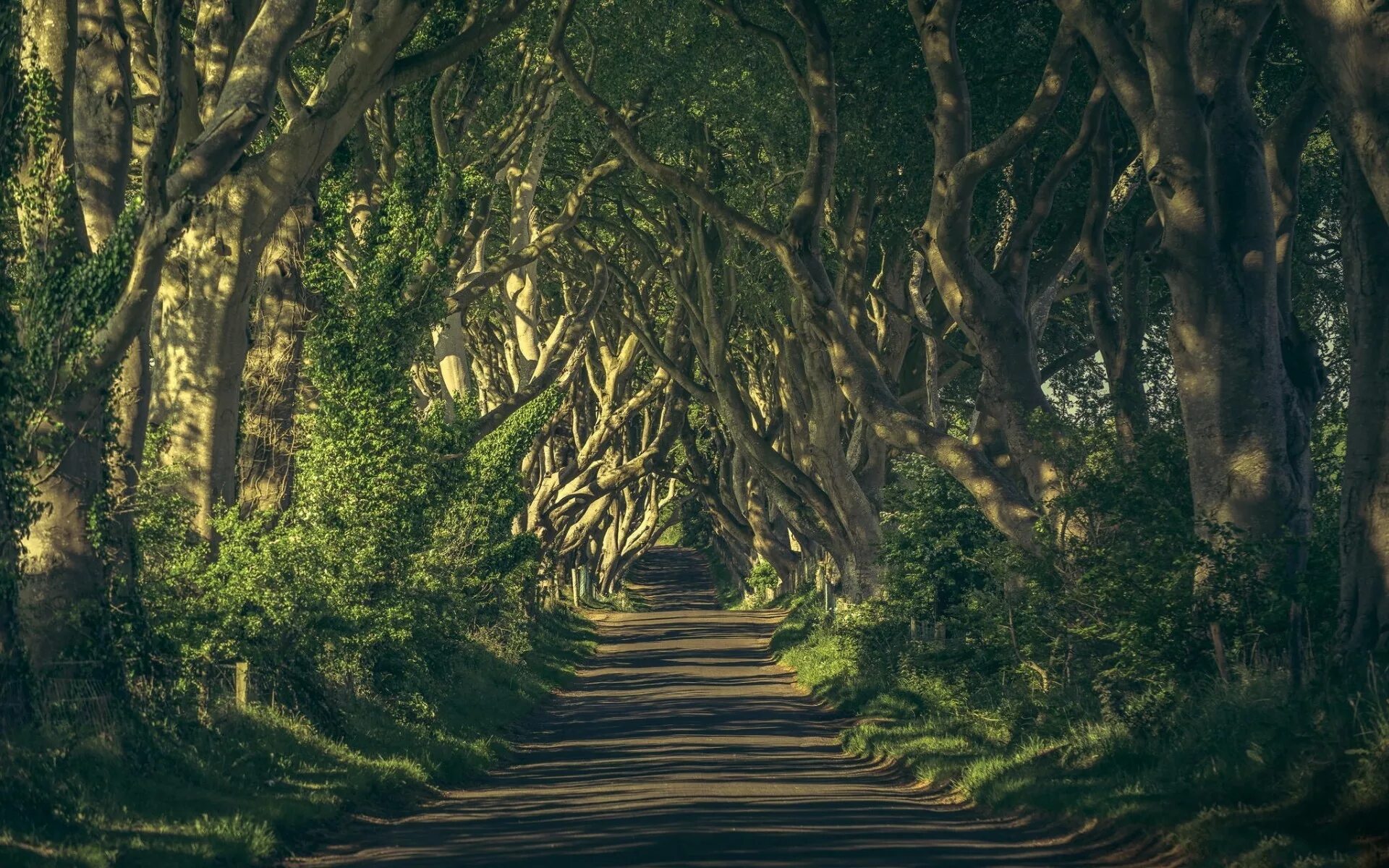 Path to save