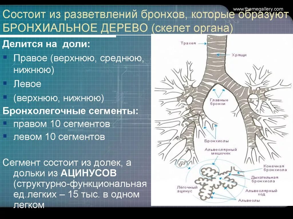 Последовательность элементов бронхов. Трахея бронхи бронхиальное дерево. бронхи строение бронхиальное дерево. строение ветвление бронхов. сегментарное строение бронхиального дерева.