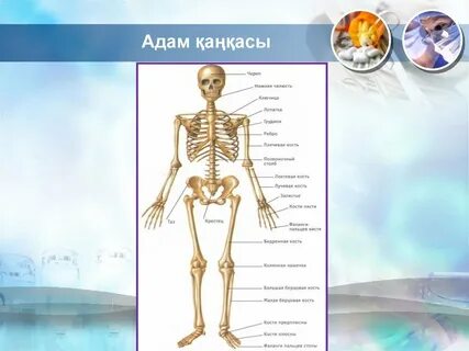 Артқы жағындағы трусиктердегі сперматозоидтардың фотосы
