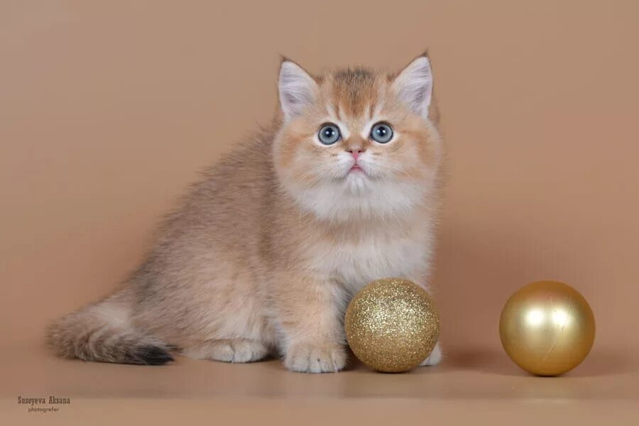 Фото золотой кошки шиншиллы (31 картинка) Кошки, Шиншиллы, Животные