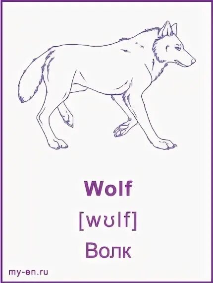 Волк на английском. Волк карточка на английском. Волк карточка для детей. Карточки по английскому языку для детей волк.