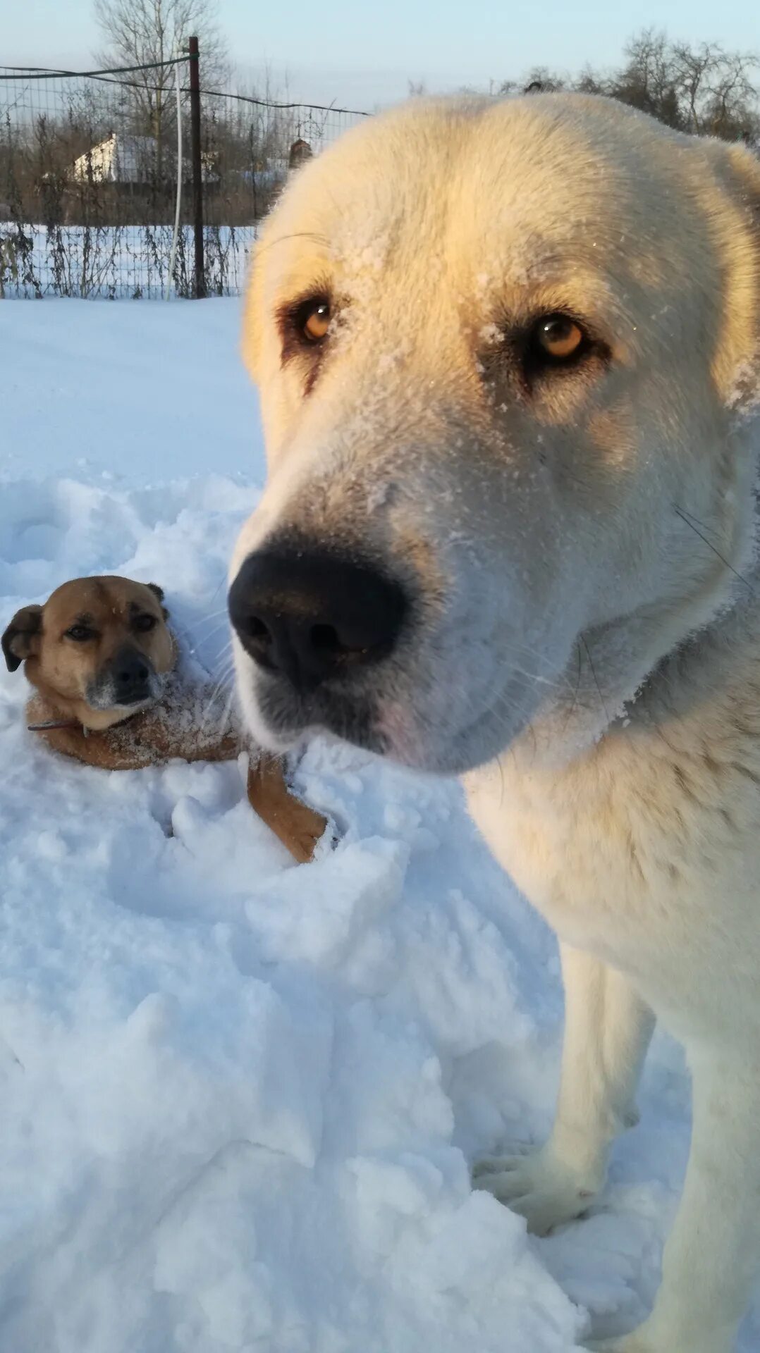 Среднеазиатская овчарка алабай. Алабай туркменский волкодав. Добрый алабай. Добрый алабай. Грузинский алабай.