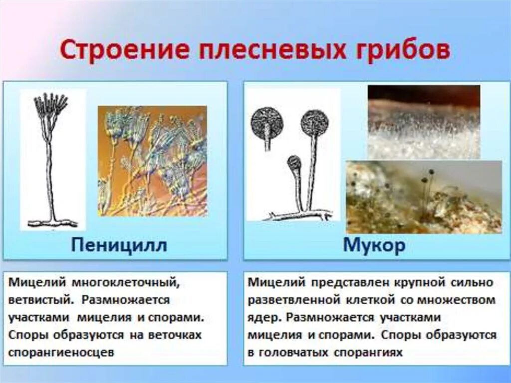 Рассмотрите изображение шести организмов пеницилл мукор. Мицелий пеницилла. Мукор паразит. Мукор одноклеточный мицелий. Плесневелые грибы строение грибница.