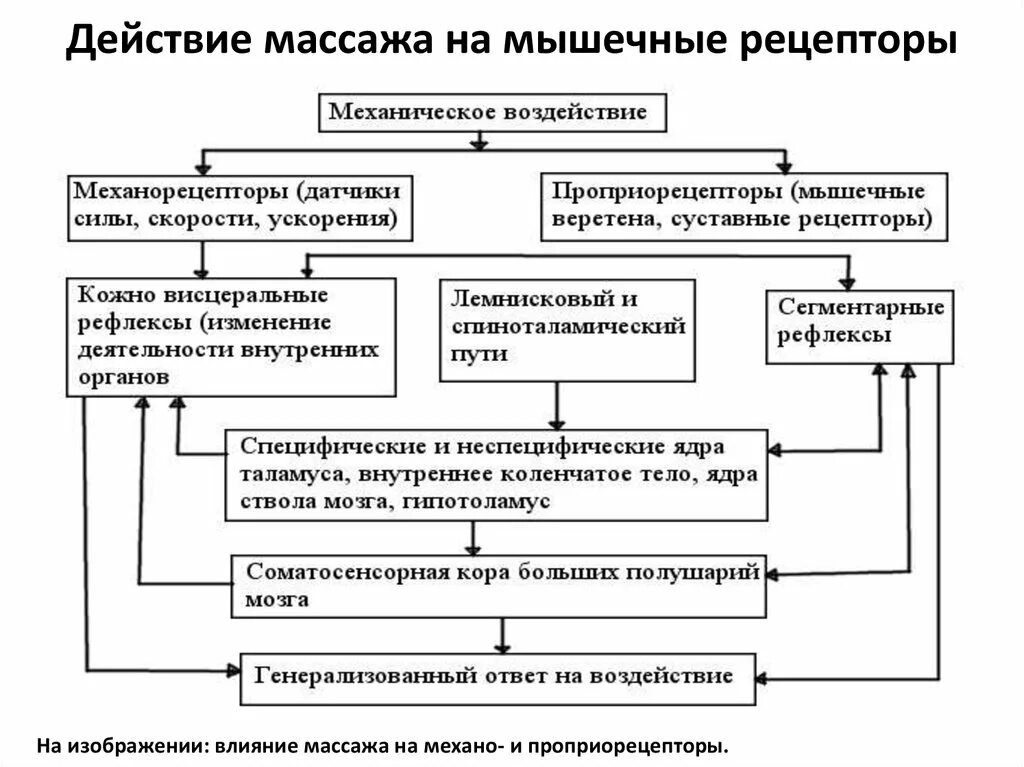 Массажные действия. Механизмы лечебного действия массажа. Механизм воздействия массажа на организм. Механизм физиологического действия массажа на организм. Механизм воздействия медицинского массажа на организм.