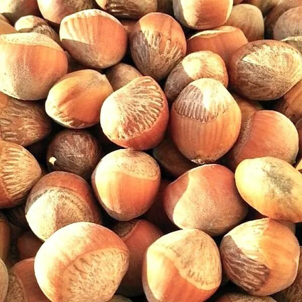 Лещина древовидная медвежий орех. Лещина древовидная. Медвежий орех. Лещина древовидная медвежий орех. Медвежий орех (corylus colurna).