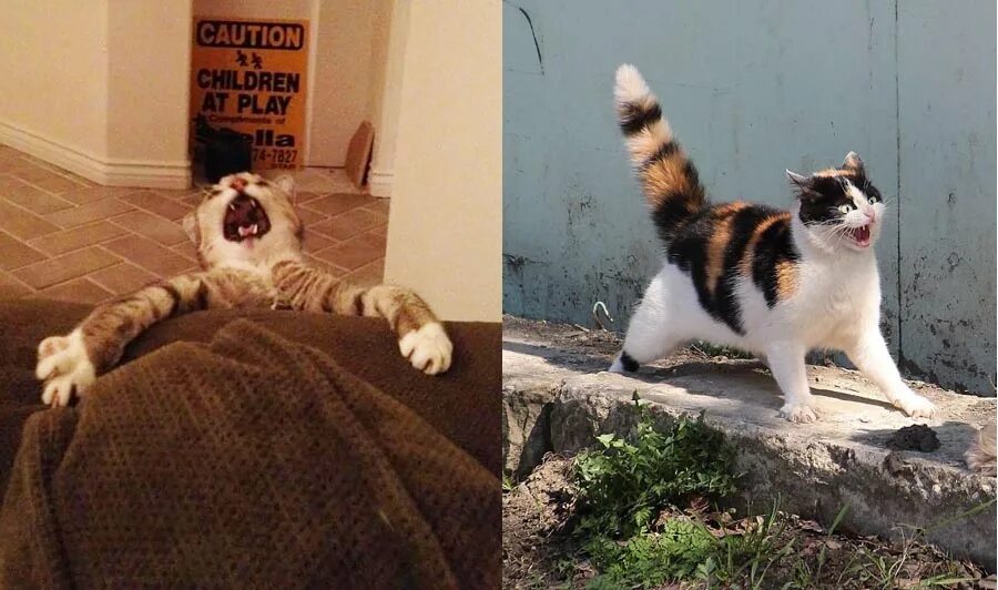 Коты иг