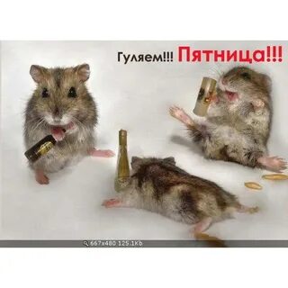 Гуляем бухаем