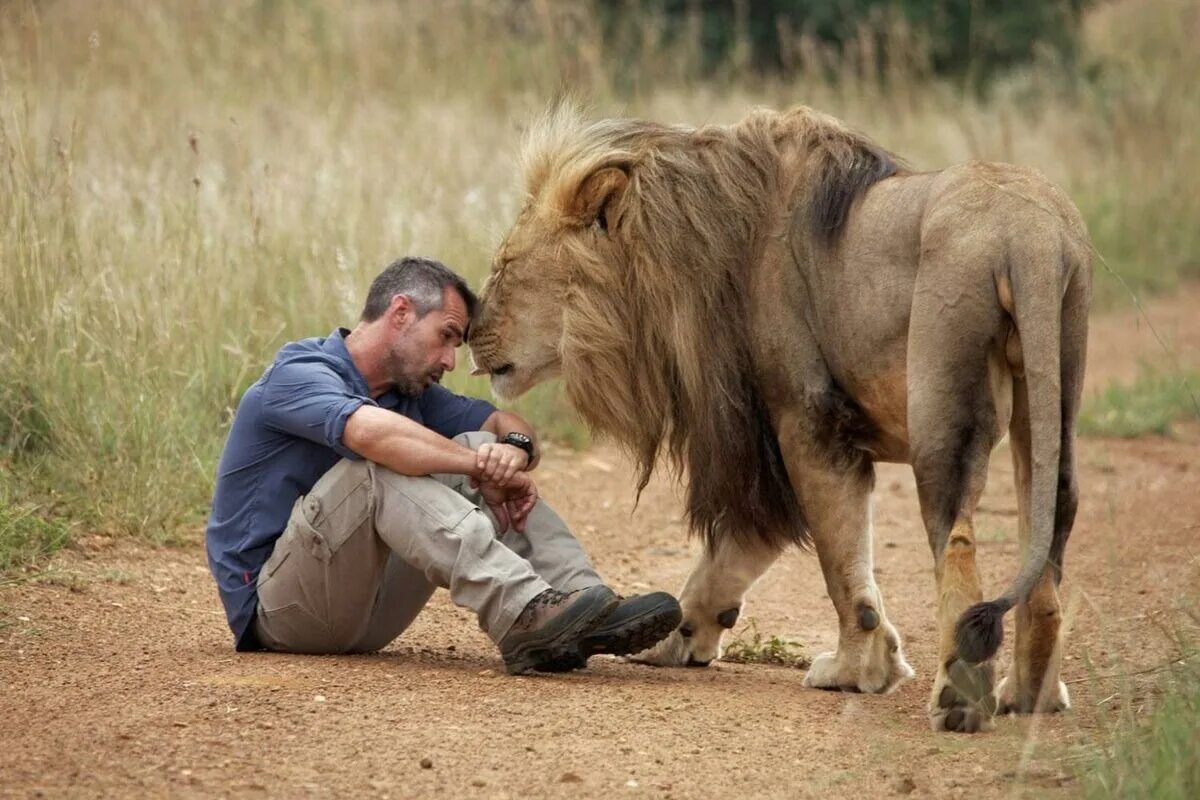 Kevin Richardson Lion Whisperer. Кевин Ричардсон и львы. Кевин Ричардсон зоолог. Кевин Ричардсон и гиены.