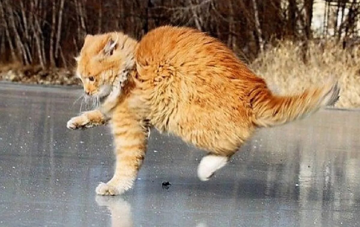 Гусь скользит по льду. Котик на льду. кот и гололед. скользко кот. кот скользит на льду.