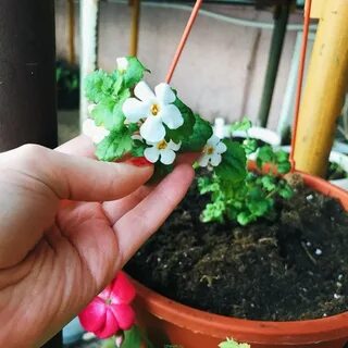 Рассада ижевск