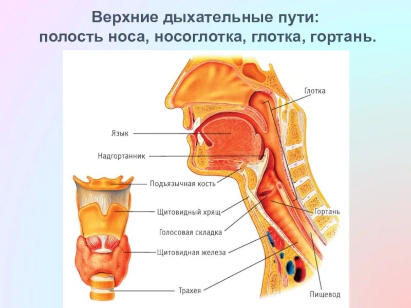 Несколько глотков