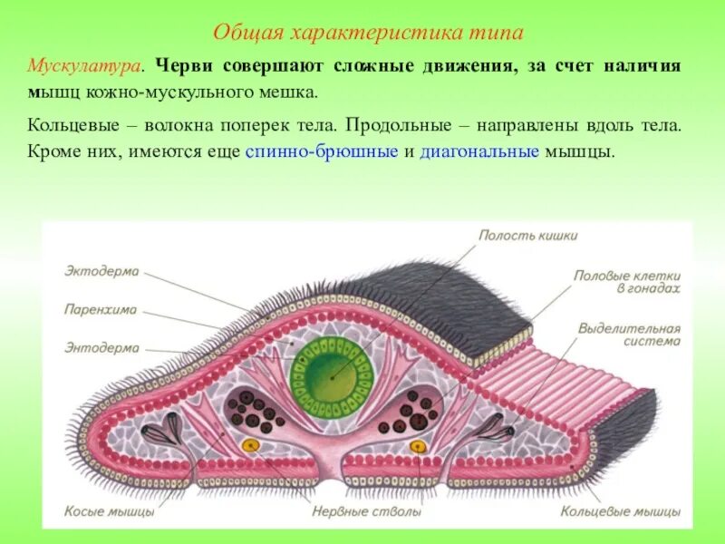 Строение кожно мускульного мешка. Тип плоские черви кожно-мускульный мешок. кожно-мускульный мешок у ресничных червей. тип круглые черви кожно-мускульный мешок.