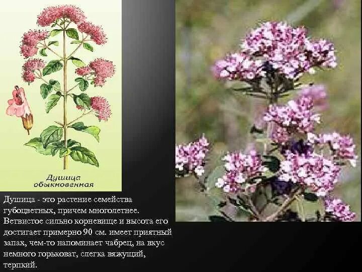 Душица и душица в чем разница. Тимьян чабрец и душица. душица и чабрец. чабрец тимьян душица орегано. душица обыкновенная лрс.