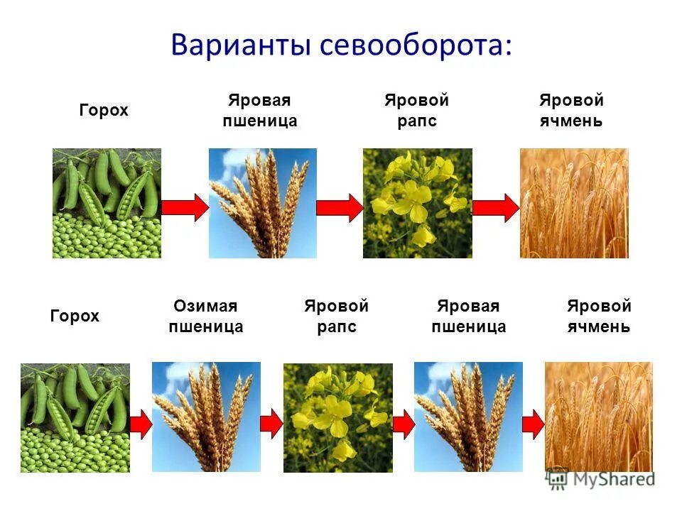 Районы выращивания зернобобовых культур. Яровая пшеница предшественники в севообороте. Схема севооборота озимой пшеницы. Яровой ячмень севооборот. Севооборот пшеница пар кукуруза ячмень.