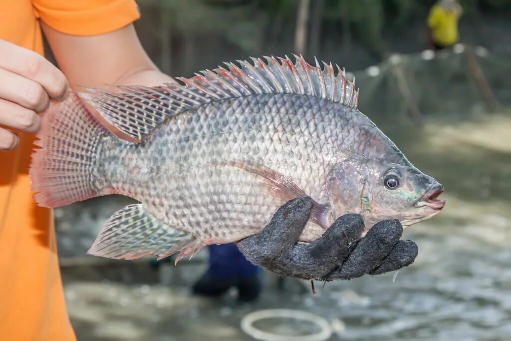 Тилапия откуда. Рыба нильская тиляпия. нильская тиляпия oreochromis niloticus. африканская тилапия. африканская тиляпия.