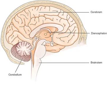 Cerebrum