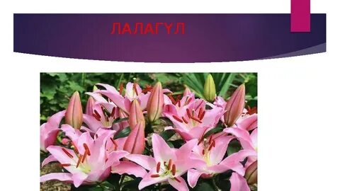 Жұлдызды соғыстар порно Twi Leckie