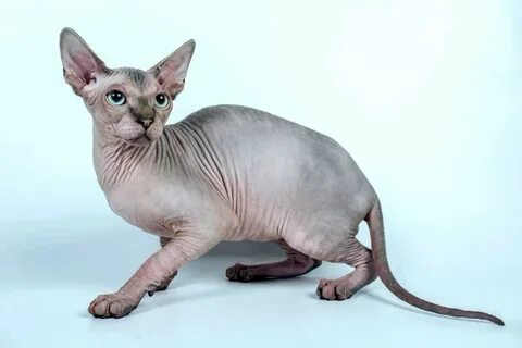 Картинки сфинкса кота