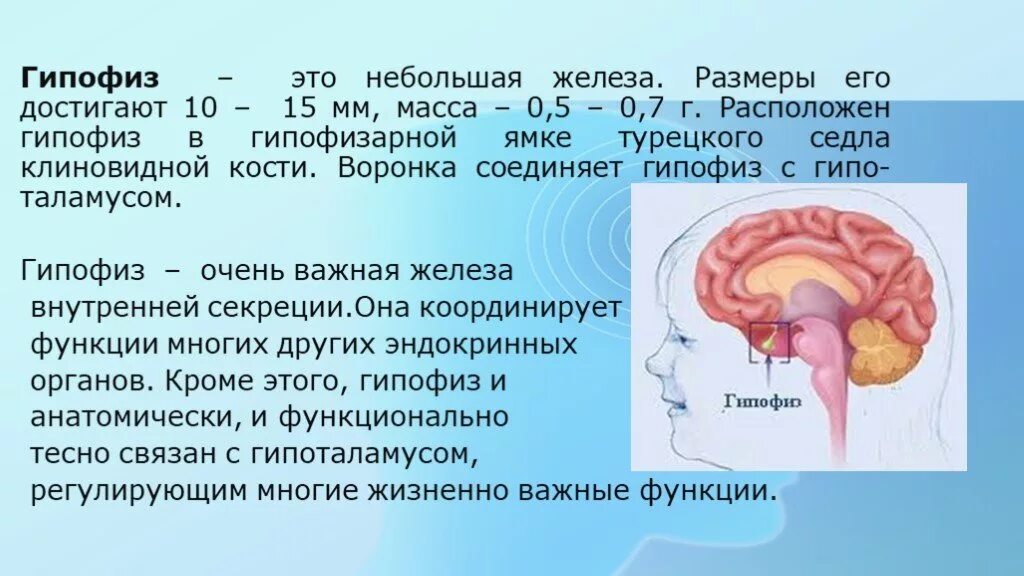 Размер гипофиза. Размеры гипофиза. Гипофиз это железа. Размеры гипофиза в норме у детей. Толщина гипофиза 2 мм.