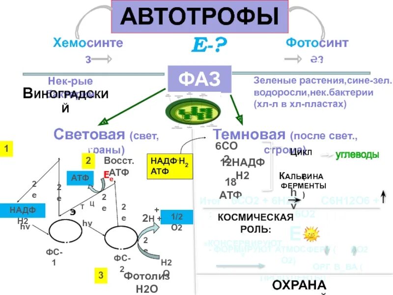 Фотосинтез бактерий схема. Процессы фотосинтеза и хемосинтеза. Фотосинтез и хемосинтез. Процесс хемосинтеза.