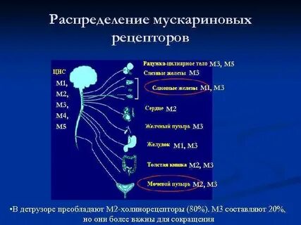 Скорость мочеиспускания
