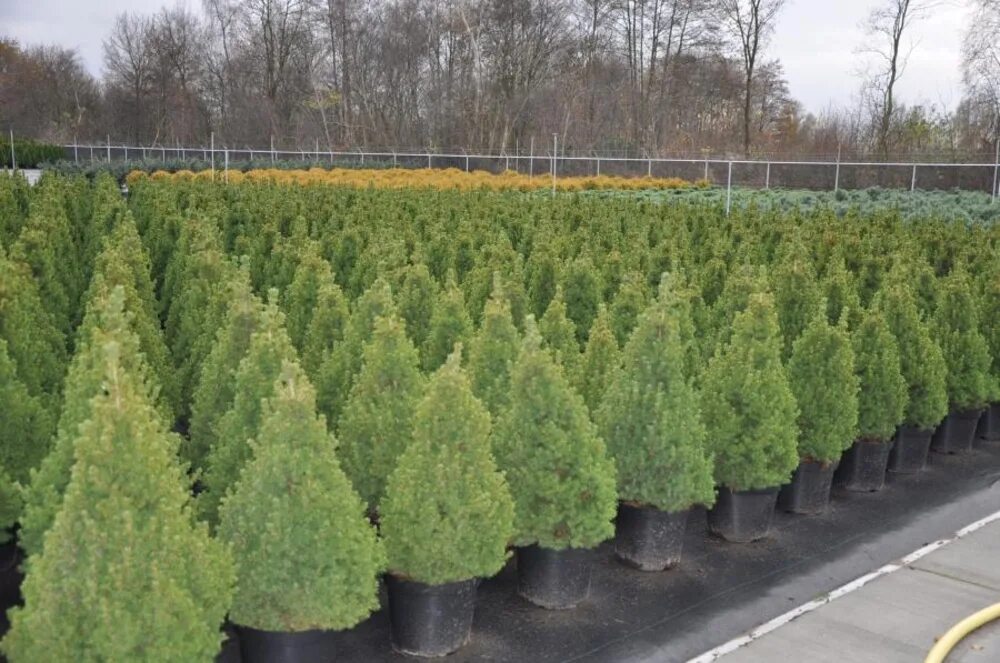 Ель канадская дейзи вайт (picea glauca daisy's white). Ель picea glauca conica. Ель канадская conica / 80-100. Ель канадская отзыв. Ель канадская отзыв.