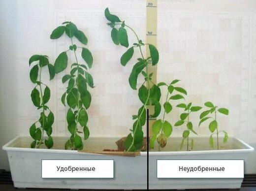Влияние удобрений на растения проект Воздействие минеральных удобрений
