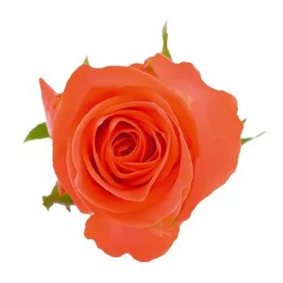 Wow rose
