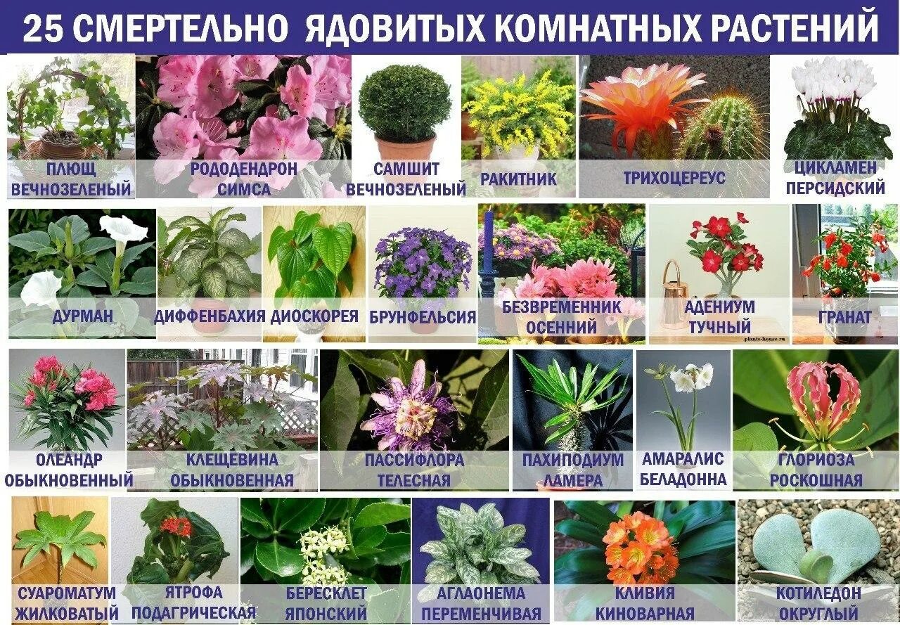 Как называется растение которое содержит