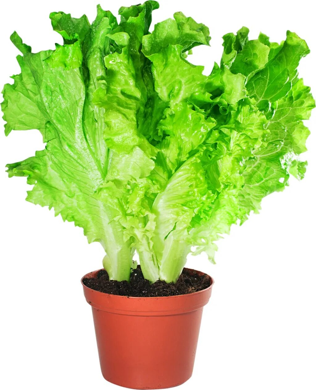 Салат в горшочке из магазина. Покупной салат в горшочке. Зелень в стаканчиках. Салат латук в горшке. Салат в горшке в интерьере.