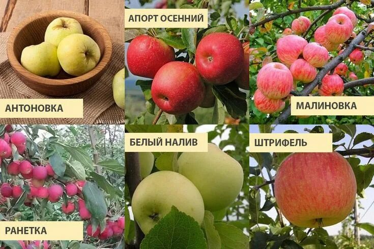 Яблоня "Малиновка": описание сорта, фото, отзывы