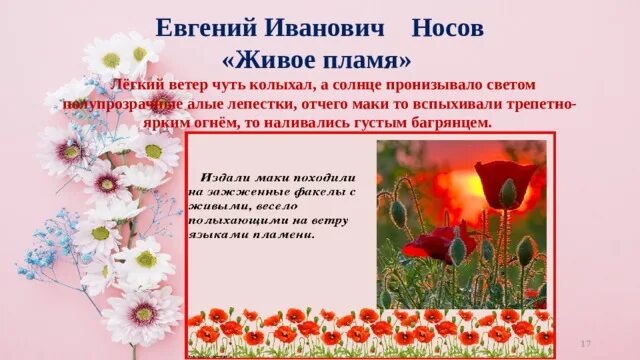 Клумба из рассказа живое пламя. Живое пламя. Маки живое пламя. Живое пламя Носов цветы.