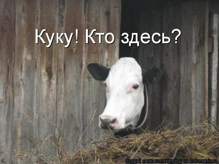 Куку здесь. Куку прикол. куку я здесь картинки. кто здесь картинки прикольные. кто это тут смешные картинки.
